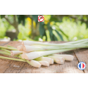 Parfum de Grasse odeur "Citronnelle" pour Bougies | L'instant Bougies