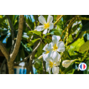 Parfum sans CMR senteur "Fleur de tiaré" pour Bougies | L'instant Bougies