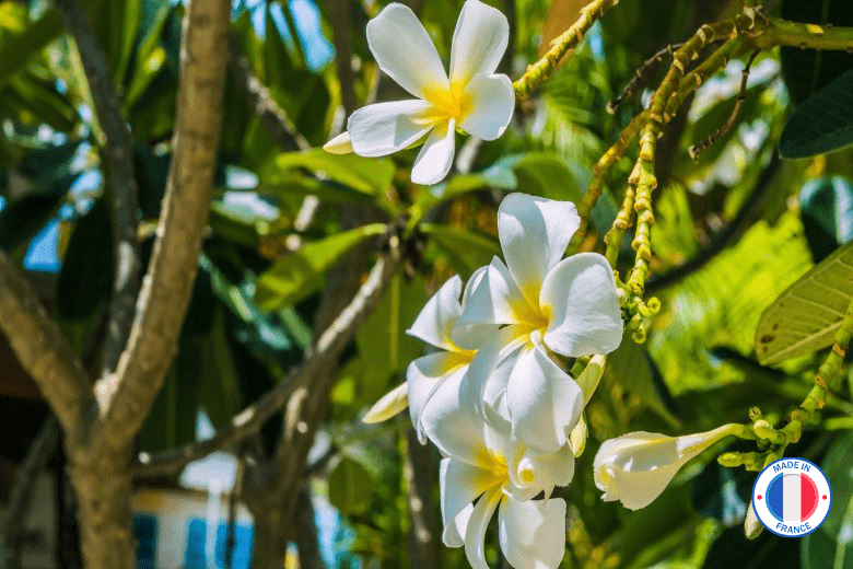 Parfum sans CMR senteur "Fleur de tiaré" pour Bougies | L'instant Bougies