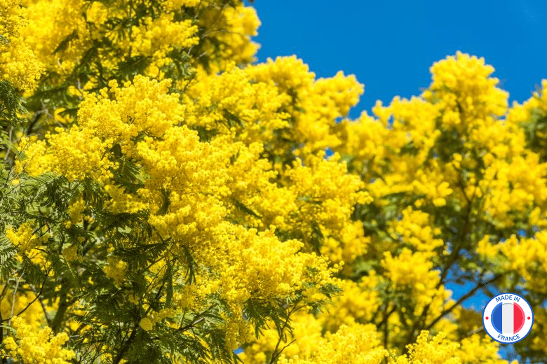 Vente de parfum de Grasse sans CMR et phtalate mimosa pour bougies artisanales