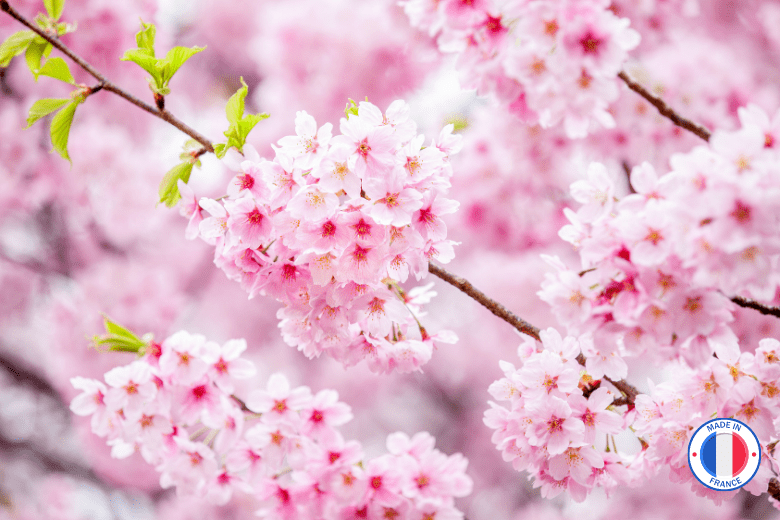 Parfum de Grasse pour Bougies - Fleur de Cerisier