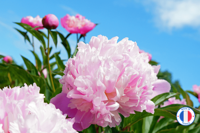 Parfum de Grasse Pivoine pour Bougie Parfumée | L'instant Bougies