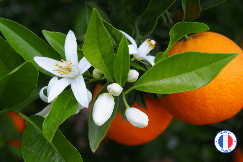 Fleur d'oranger Fondant de cire parfumée