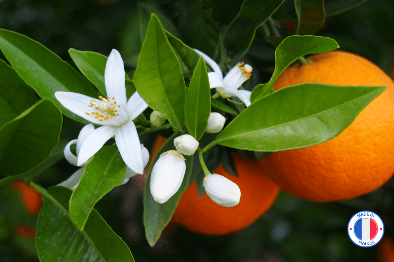 Parfum de Grasse odeur "Fleur d'Oranger" pour Bougies | L'instant Bougies