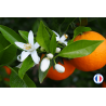 Parfum de Grasse odeur "Fleur d'Oranger" pour Bougies | L'instant Bougies