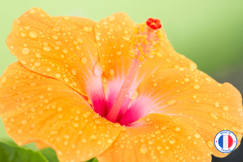 Parfum de Grasse pour bougies et fondants parfumés - Senteur Hibiscus