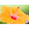 Parfum de Grasse pour bougies et fondants parfumés - Senteur Hibiscus