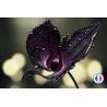 Parfum Orchidée Noire sans CMR pour la fabrication de bougies parfumées