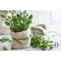 Flacon de Parfum de Thym pour Bougies et Fondants - Parfum de Grasse