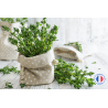Flacon de Parfum de Thym pour Bougies et Fondants - Parfum de Grasse