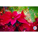 Parfum fleur de Noel sans CMR pour la fabrication de bougies parfumées