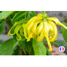 Parfum pour bougies Ylang Ylang sans CMR - Provenance de Grasse