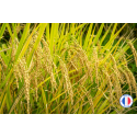 Fragrance Poudre de riz pour bougies et fondants parfumés - Provenance de Grasse