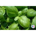 Fragrance de Grasse sans CMR "Basilic" pour créer des bougies artisanales
