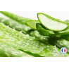 Fragrance de Grasse / Aloé Véra pour la création de bougies