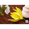Vente de parfum de Grasse sans CMR Ylang Musc pour bougies artisanales