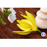 Parfum de Grasse sans CMR Ylang Musc pour bougies artisanales