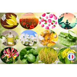 Pack 12 Parfums Nouveautés