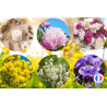 Pack de 6 parfums fleuris pour la création de bougies et fondants parfumés
