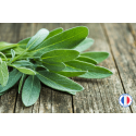 Découvrez ce parfum Sauge pour la création de bougies et de fondants parfumés