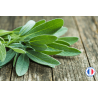 Parfum Sauge pour la création de bougies et de fondants parfumés