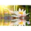 Vente de parfum de Grasse sans CMR Fleur de Lotus pour la création de bougies et de fondants parfumés