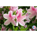 Vente de parfum de Grasse sans CMR Azalée du Japon pour bougies artisanales