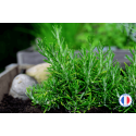 Fragrance de Grasse Romarin pour bougies et fondants parfumés