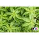 Parfum de Grasse sans CMR senteur Verveine citronnée pour la création de bougies