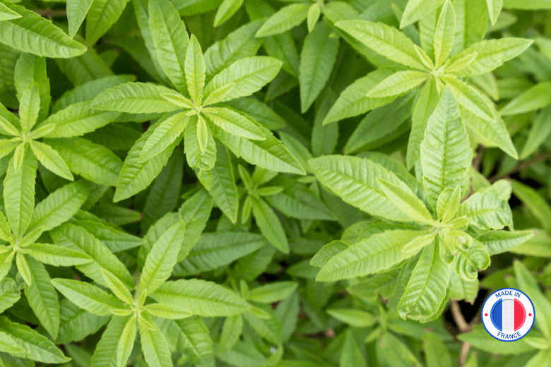 Parfum de Grasse sans CMR senteur Verveine citronnée pour la création de bougies
