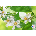 Parfum de Grasse sans CMR senteur Néroli pour la création de bougies