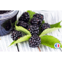 Parfum de Grasse - Mûres pour la fabrication de bougies