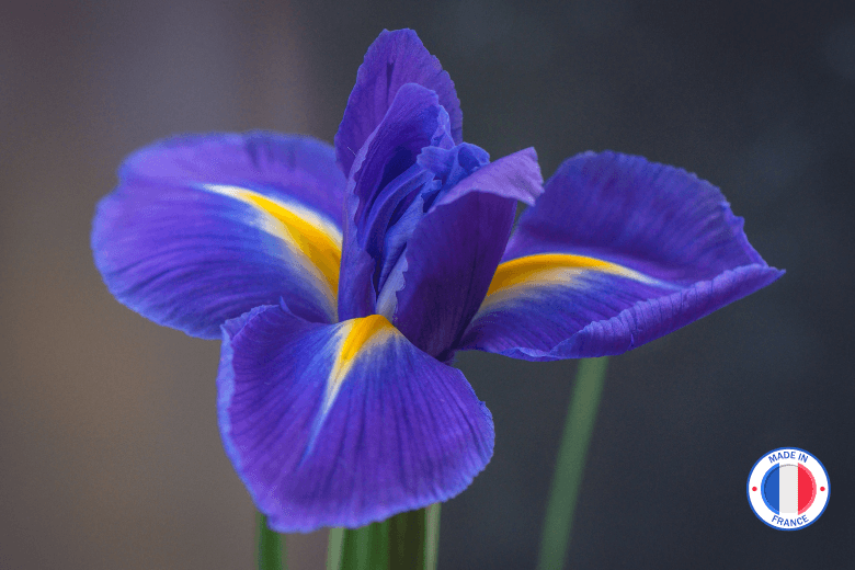 Fragrance Iris de Grasse – Parfum floral pour bougies artisanales