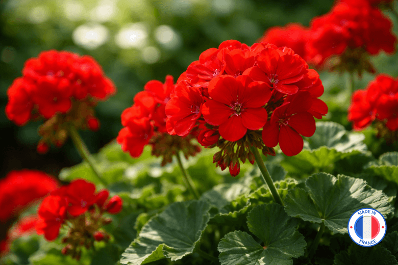 Parfum géranium aux notes florales, fraîches et aromatiques