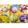 Pack de 6 parfums fleuris pour la création de bougies et fondants parfumés