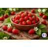 Parfum de Grasse Fraise des bois pour la création de bougies