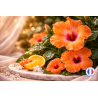 Parfum de Grasse pour bougies et fondants parfumés - Senteur Hibiscus