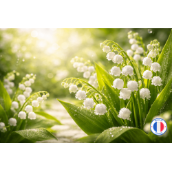 Parfum de Grasse pour Bougies Parfumées - Muguet | L'Instant Bougies