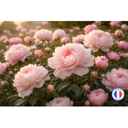 Parfum de Grasse Pivoine pour Bougie Parfumée | L'instant Bougies