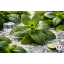 Fragrance Menthe Poivrée – un parfum frais pour bougie