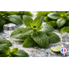 Fragrance Menthe Poivrée – un parfum frais pour bougie