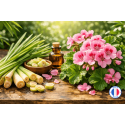 Fragrance Citronnelle Géranium – un parfum frais pour l'été