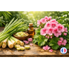 Fragrance Citronnelle Géranium – un parfum frais pour l'été