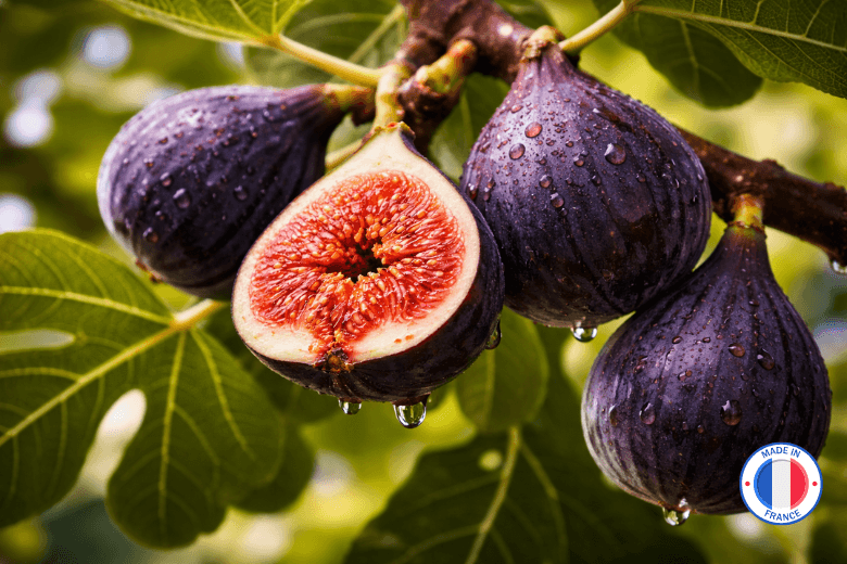 Fragrance Figue Noire – un parfum boisé et chic pour bougies parfumées