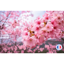 Fragrance Fleur de Sakura – Parfum floral pour bougies