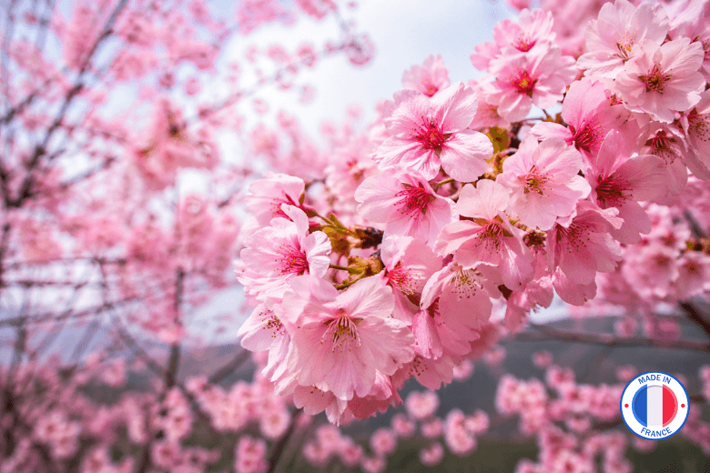 Fragrance Fleur de Sakura – Parfum floral pour bougies