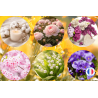 Pack de 6 parfums fleuris pour la création de bougies et fondants parfumés