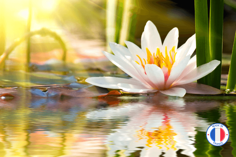 Parfum de Grasse sans CMR Fleur de Lotus pour la création de bougies