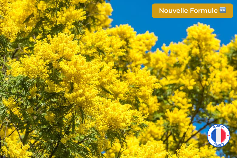 Vente de parfum de Grasse sans CMR mimosa pour bougies artisanales