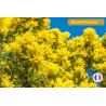 Vente de parfum de Grasse sans CMR mimosa pour bougies artisanales